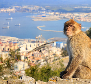 Monkeys in Europe